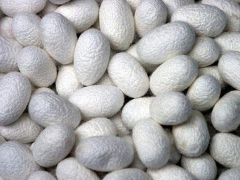 Silkworm cocoon harvesting continues in Azerbaijan