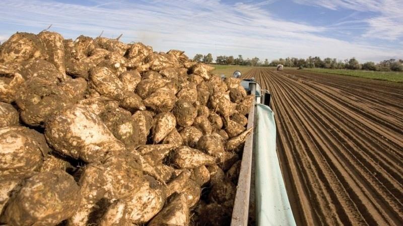 Kyrgyzstan breaks record of sugar beet production