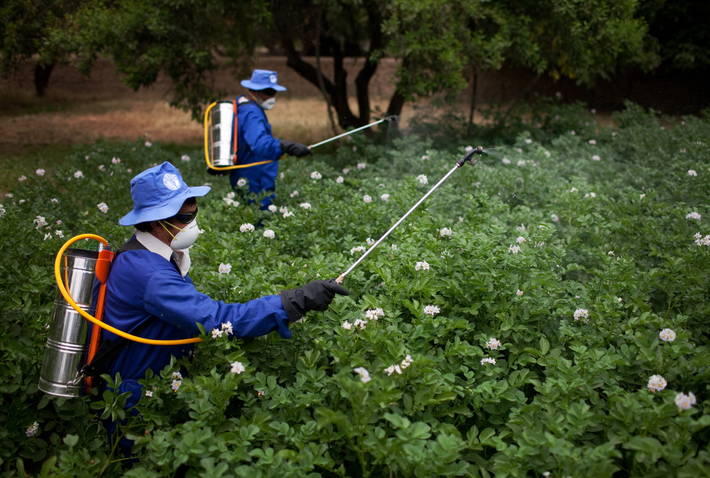 FAO launches 4-year project in Azerbaijan