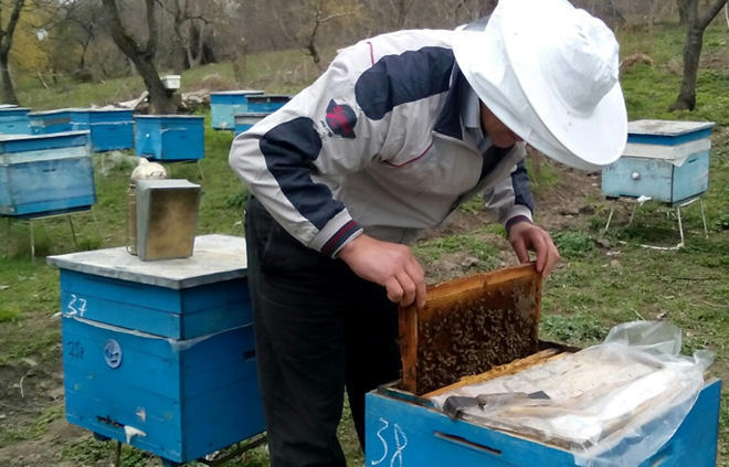 Azerbaijan Beekeepers Association talks about production of honey in liberated lands
