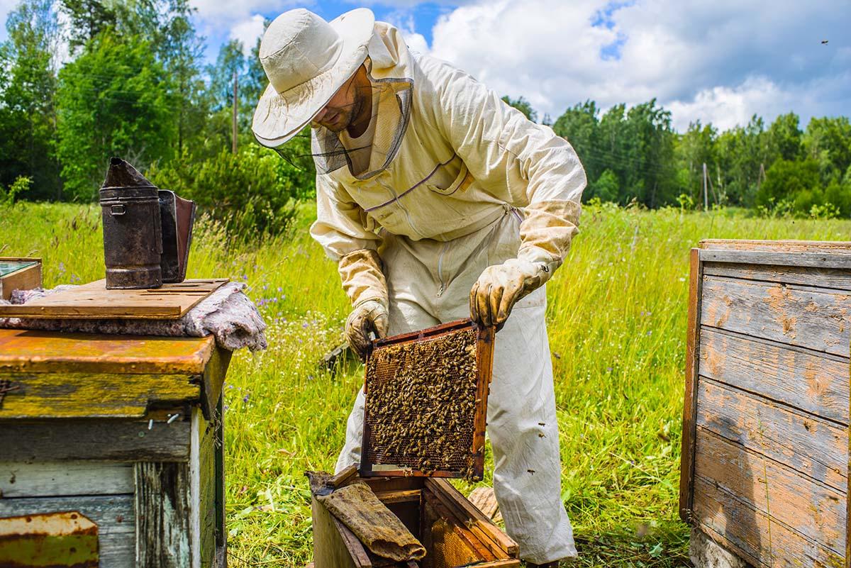 Beekeeping farms to receive subsidies
