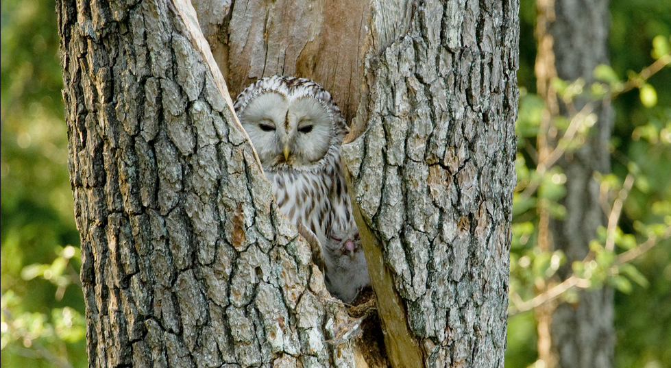 Lithuanian director shows mysterious world of wild flora, fauna in Baku [PHOTO/VIDEO]