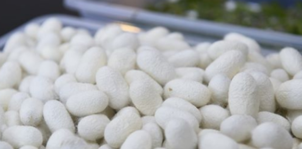 Harvesting of silkworm cocoons underway [PHOTO]