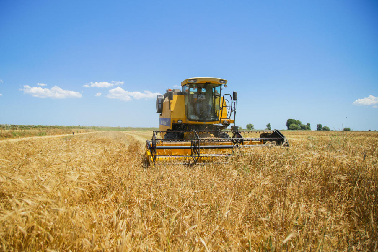 Grain harvesting underway in Azerbaijan