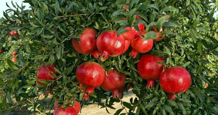Cooperative on pomegranate cultivation to be created