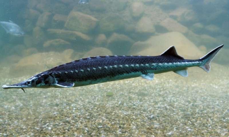 Sturgeon breeding plant to be upgraded