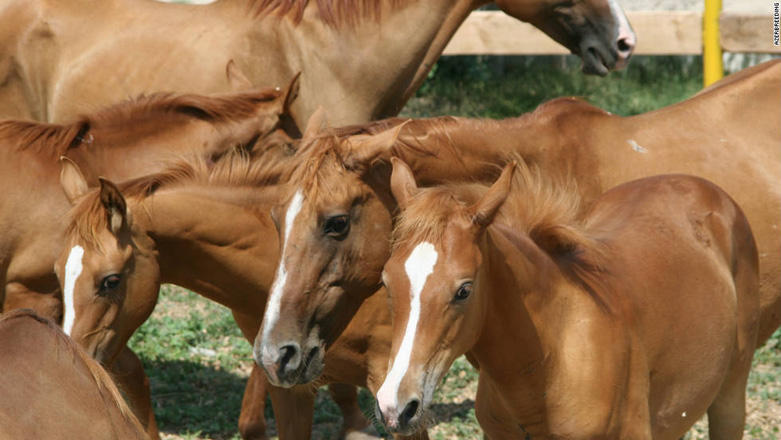 Azerbaijan’s Qarabag Horse Breeding Farm LLC eyes to export horses to Europe