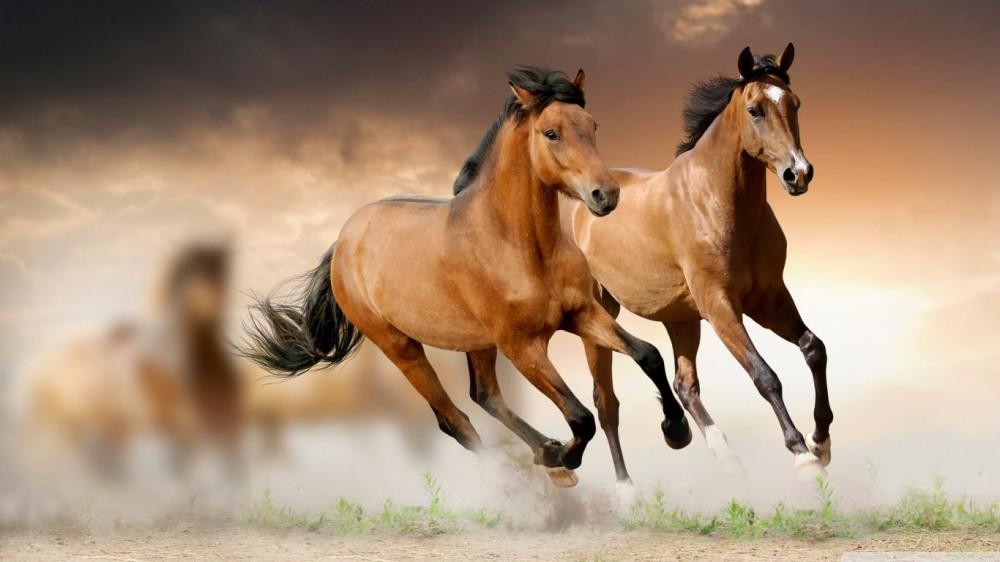 Karabakh stallions still outside of their homeland [PHOTO]