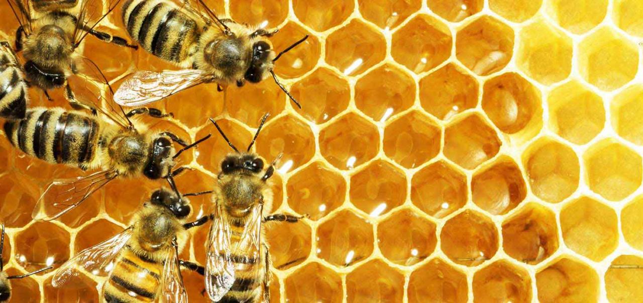 Beekeepers to receive additional supported