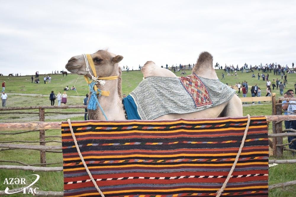 Nomadic Culture Festival gathers locals, foreign guests [PHOTO] - Gallery Image