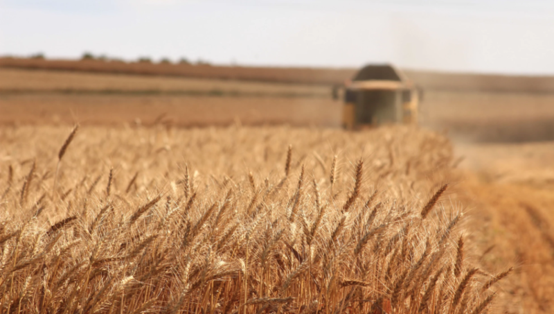 Regions with highest grain yields disclosed