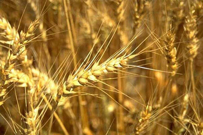 Iran discloses volume of wheat bought from farmers