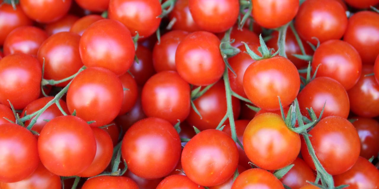 Tomato export volumes disclosed