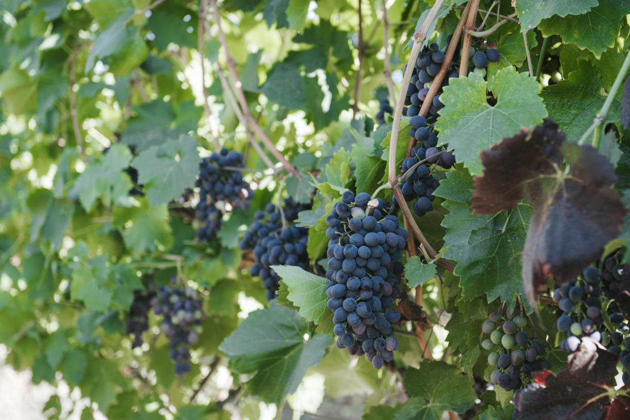 First viticulture сooperative established [PHOTO]
