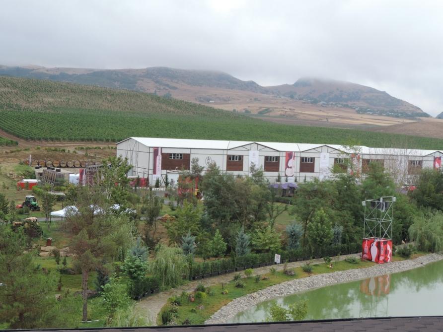 Grape and Wine Festival underway in Azerbaijan [VIDEO]