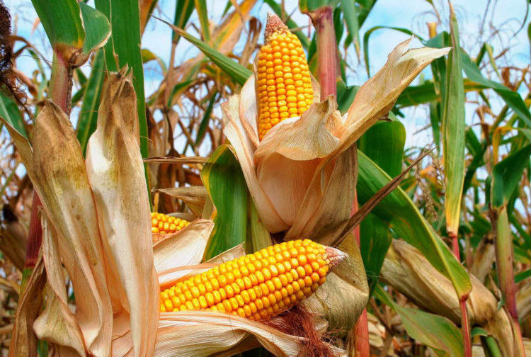 Country starts exporting corn