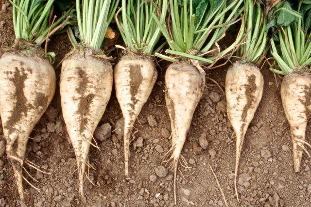 Over 28,000 tons of sugar beet harvested in Azerbaijan in 2019