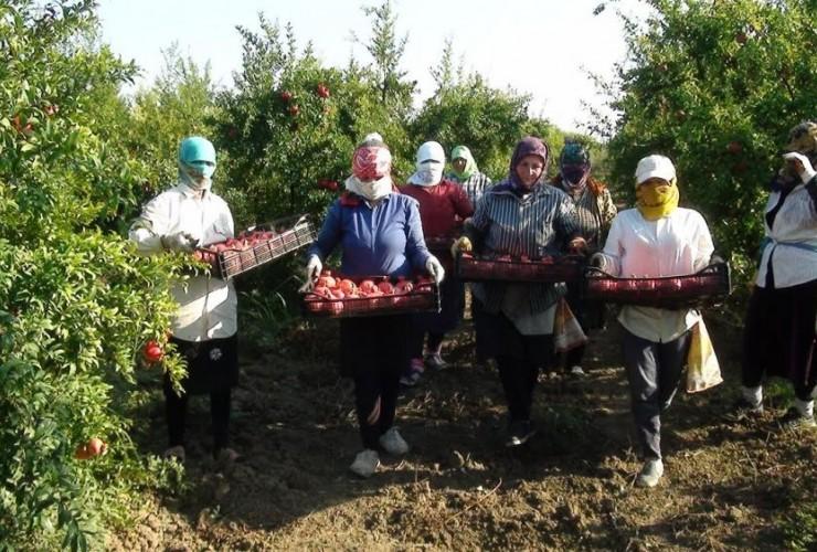 Bilasuvar region exports pomegranates to Russia