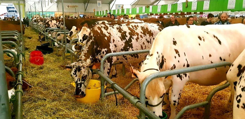 National delegation participates in livestock fair in France [PHOTO] - Gallery Image