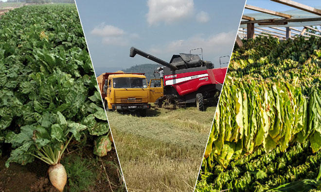 Rice, tobacco, sugar beets harvesting underway in Azerbaijan