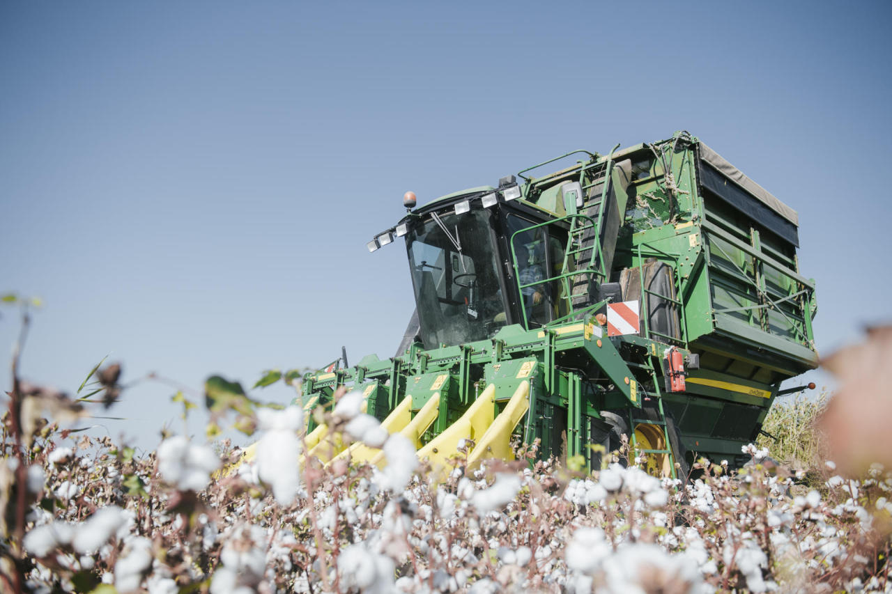 Volume of raw cotton up 1.6 times in Azerbaijan in October
