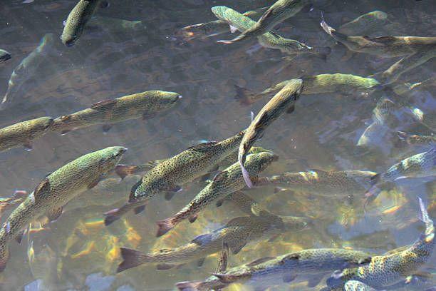 Azerbaijan Fish Farm to invest in salmon breeding plant development