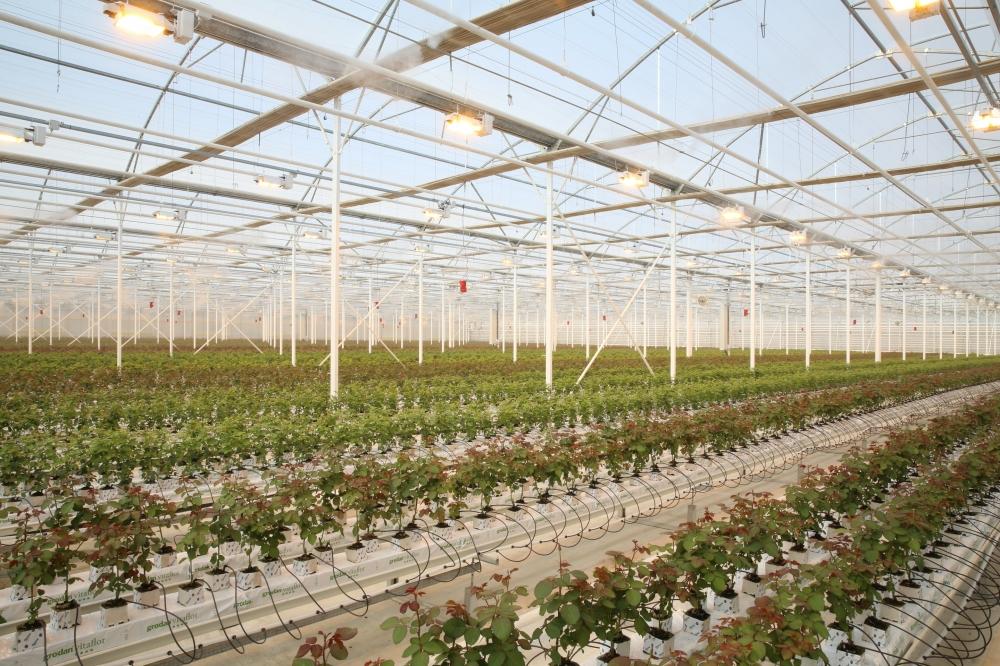 SME Development Agency launches greenhouse farm in Shamkir