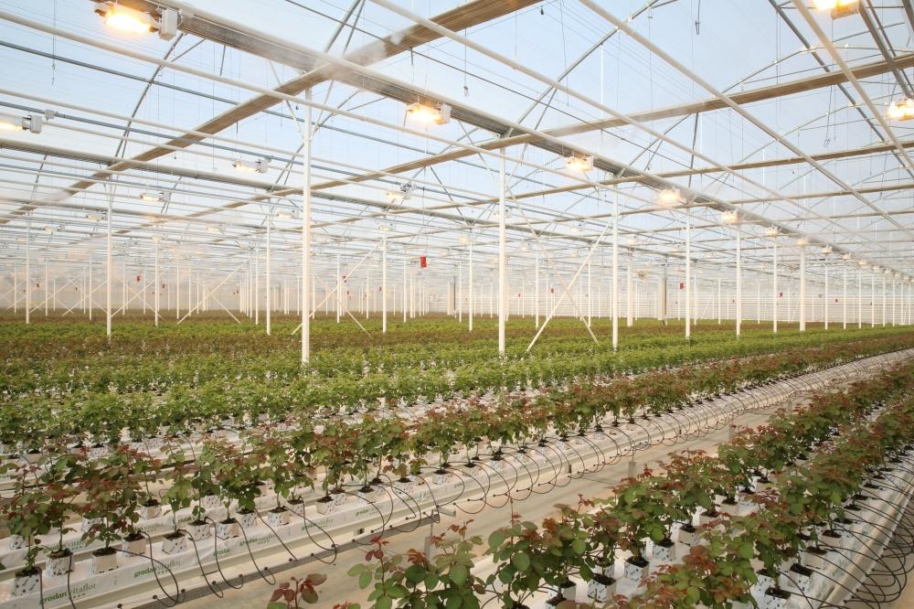 SME Development Agency launches greenhouse farm in Shamkir