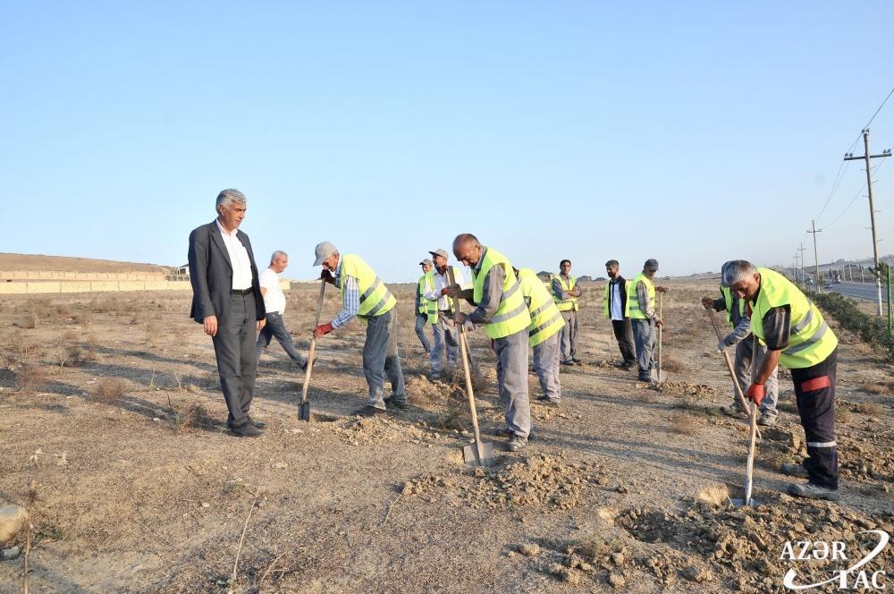 Absheron region's residents join initiative to plant 650,000 trees