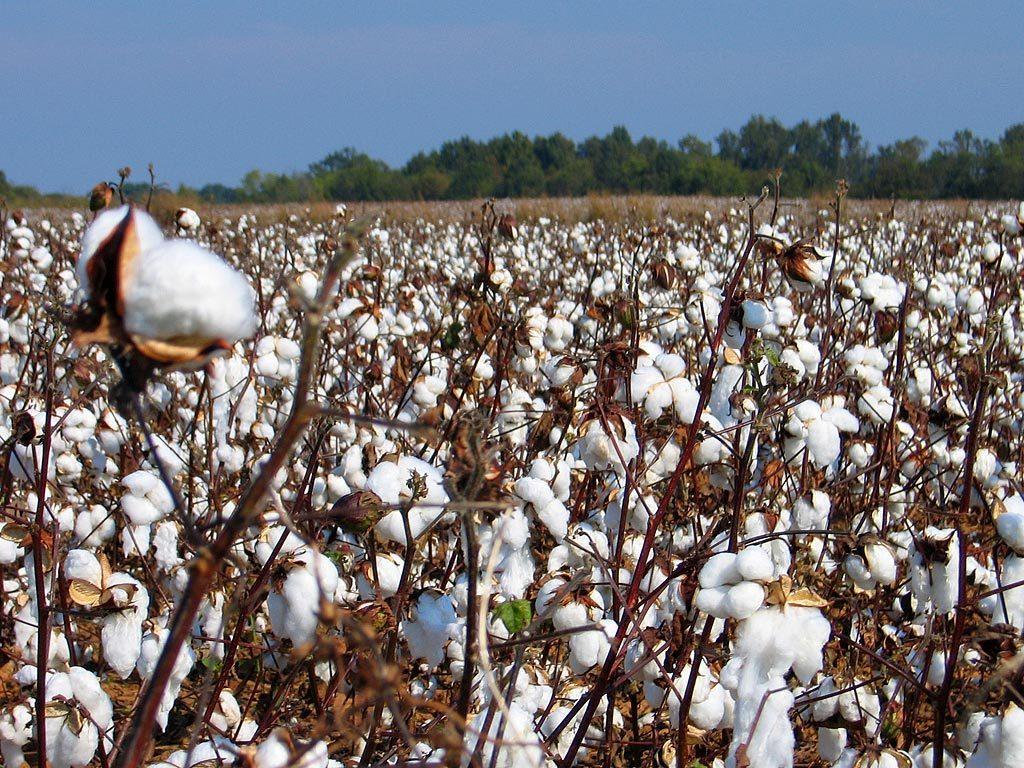 Cotton-growing reaches record high in 2019