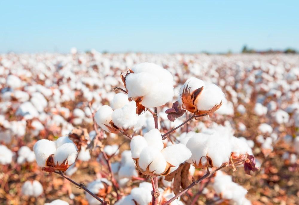 Over 280,000 tons of cotton harvested in Azerbaijan