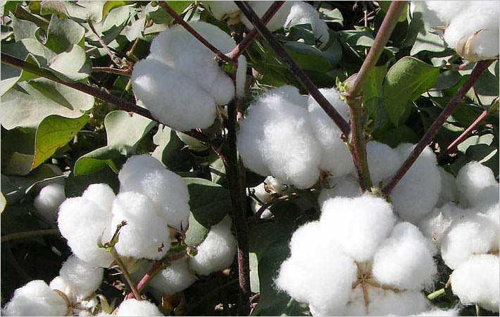 Cotton-growing achieves new record in 2019