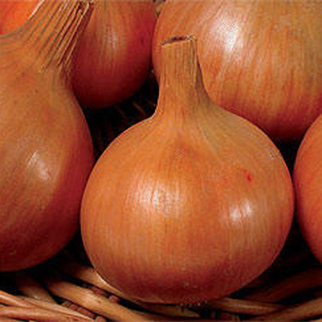 India to import 11,000 tons of onions from Turkey amid rising prices