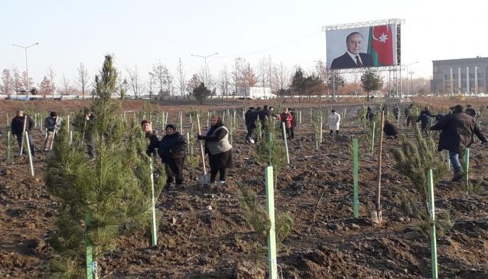 Tree planting campaign starts in Azerbaijan’s Shamakhi city [UPDATE]
