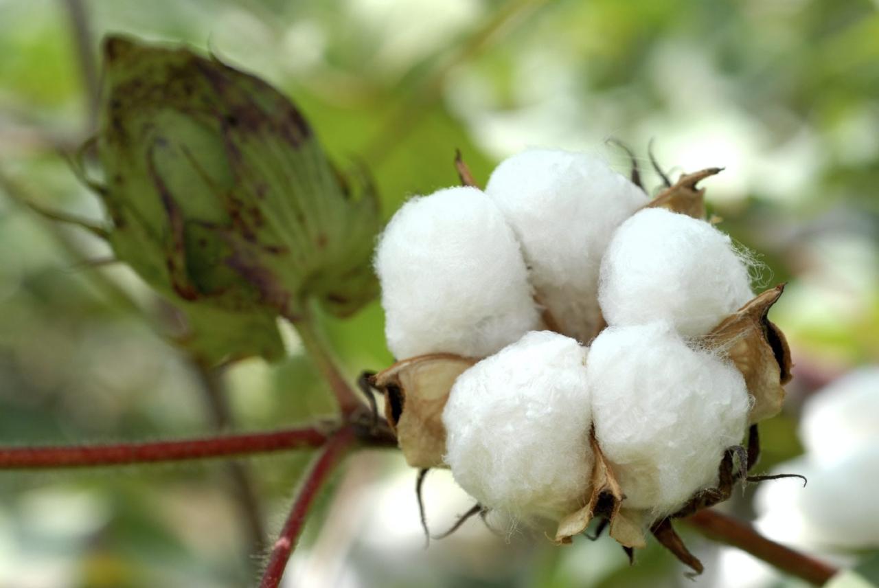 Country sees growth in cotton production