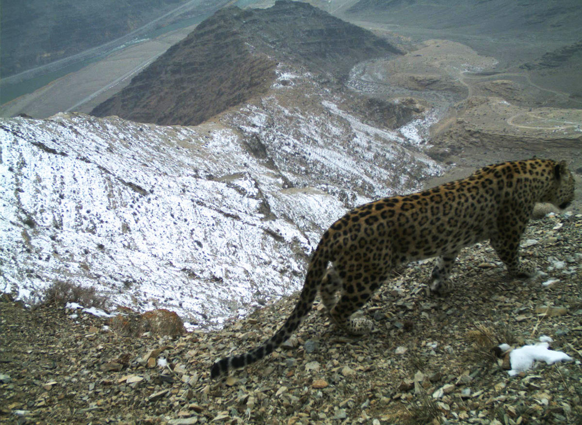 Rare Caucasian leopards captured on camera in Azerbaijan [VIDEO]