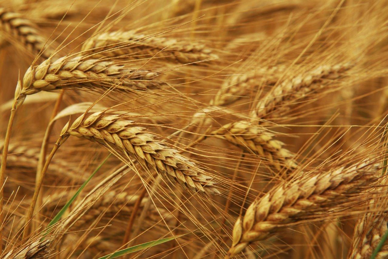 New varieties of wheat, barley, peas introduced in Azerbaijan
