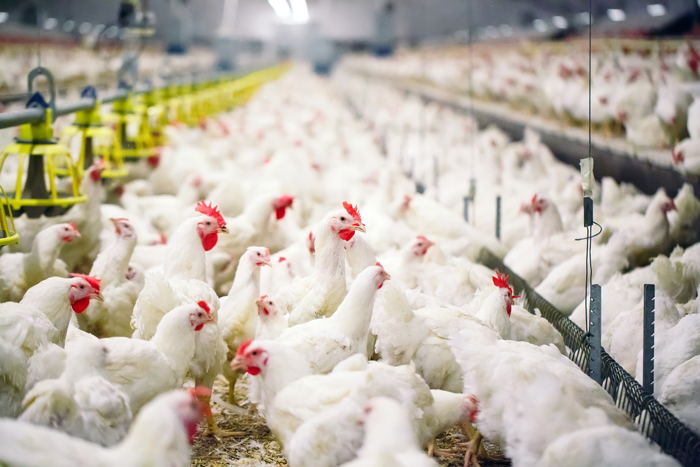 Azerbaijan imposes temporary ban on import of poultry meat from Ukraine