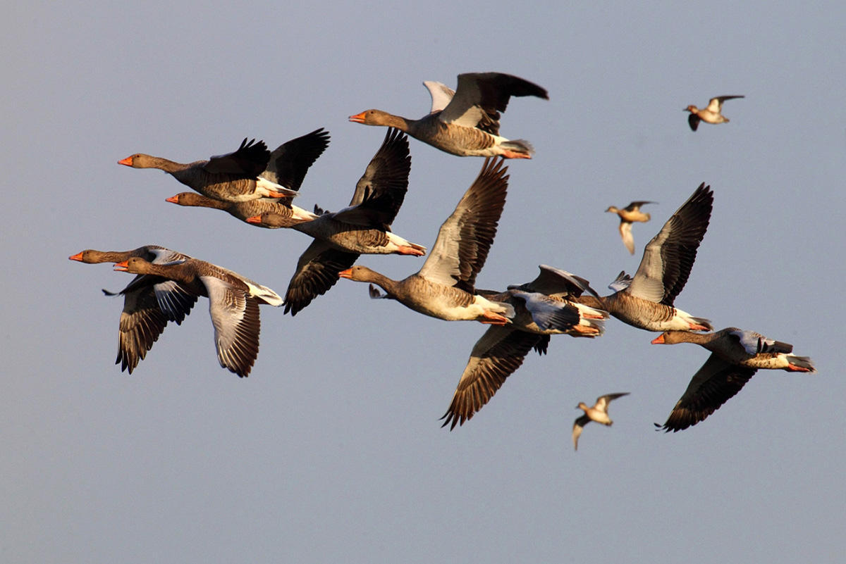 Attention to development of bird watching tourism increasing [PHOTO]