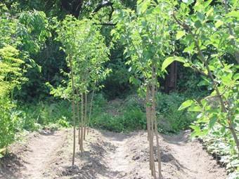 More trees to be planted in Azerbaijan by volunteers [PHOTO]