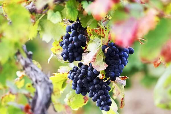 Azerbaijan discloses volume of exported grapes
