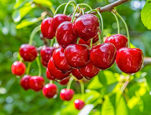 Azerbaijan boosts exports of cherries, chokecherries