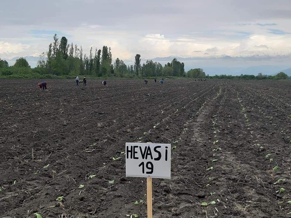 Field start. Саженцы табака. Transplanting Tobacco.