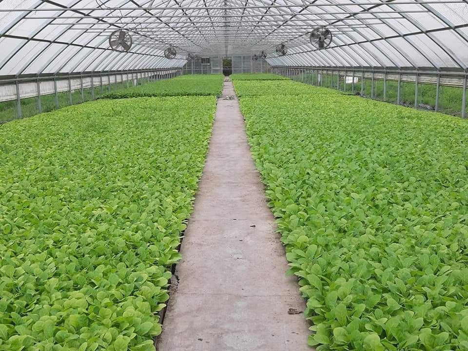 Transplantation of tobacco seedlings to fields starts in Azerbaijan's Zagatala [PHOTO]