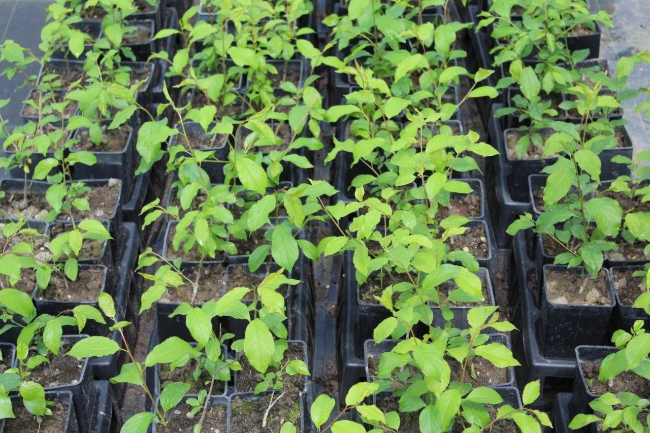 Azerbaijan uses mass planting of cloned crops for first time [PHOTO]