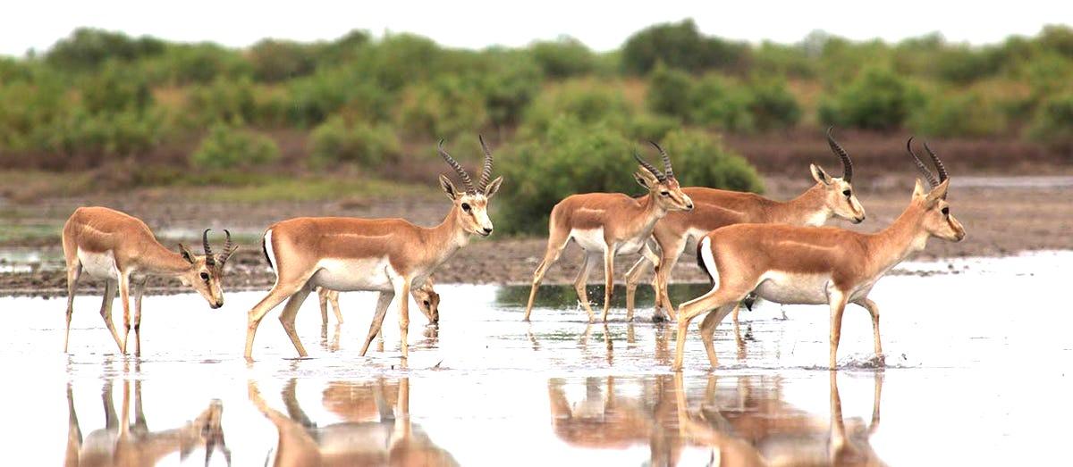 Azerbaijan marks World Biodiversity Day