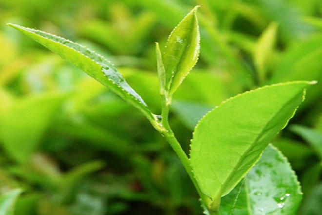 EBRD supports Azerbaijan’s tea industry