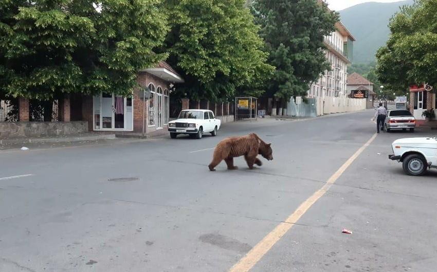 Brown bear spotted in Sheki [VIDEO]