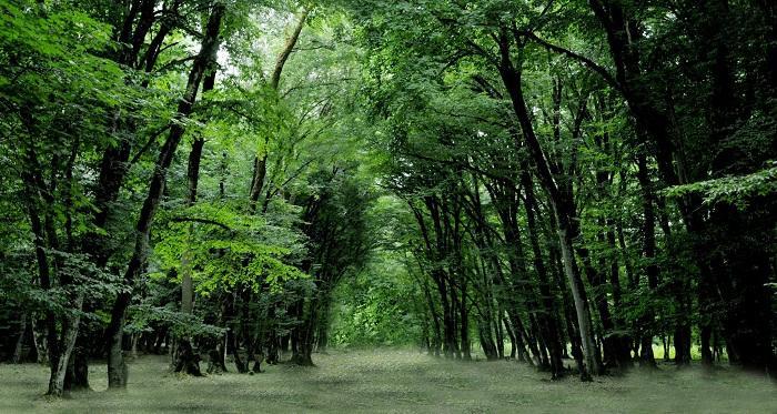 Azerbaijan creates its first biosphere reserve