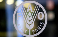FAO, Azerbaijan to develop new program